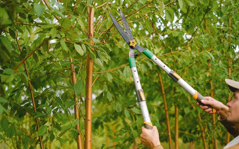 Tree trimming in La Ward, TX