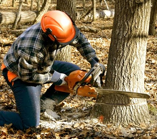 Tree Removal in La Ward, TX